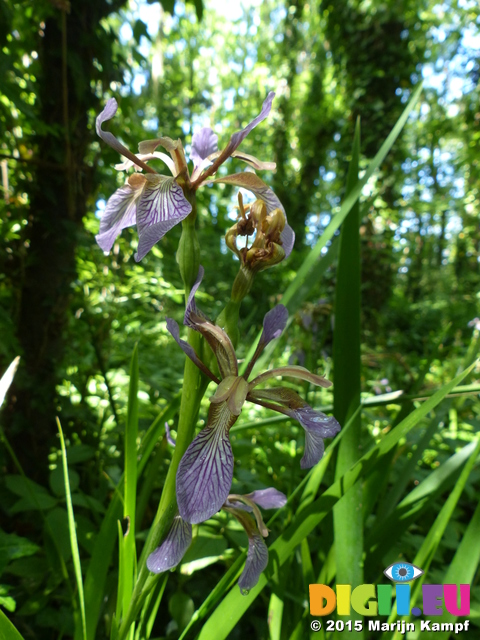 FZ018683 Stinking Iris (Iris foetidissima)